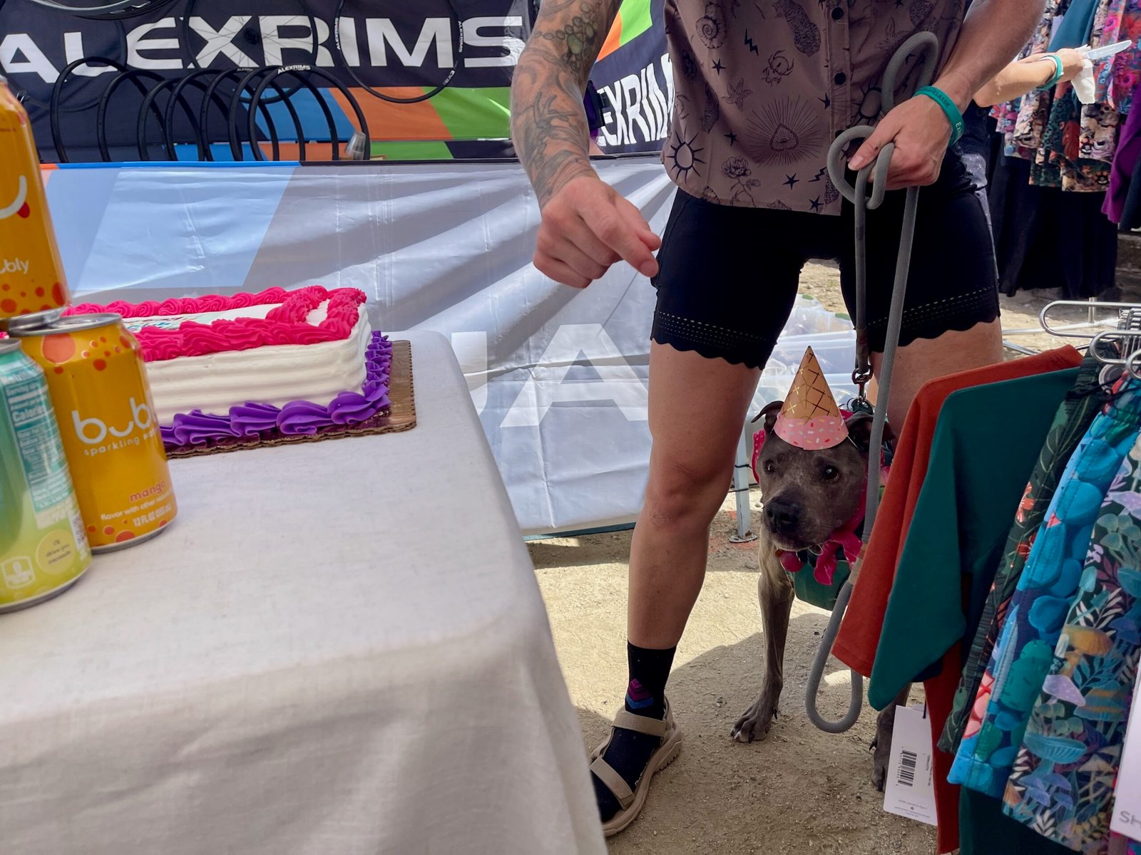 Marley Blonsky New Book dog wants cake